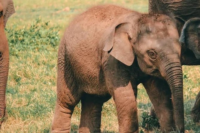 Kandy - Minneriya National Park & Sigiriya Rock Fortress - Private Transport - Accessibility Information
