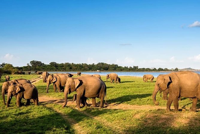 Kandy - Minneriya National Park & Sigiriya Rock Fortress - Private Transport - Minneriya National Park Safari