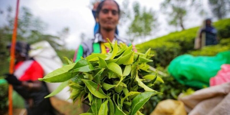 Kandy & Nuwara Eliya: 2-Day Tour! - Highlights of the Tour