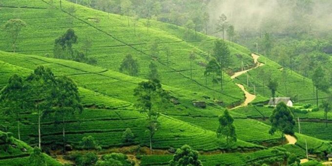Kandy & Nuwara Eliya: 2-Day Tour! - Recap