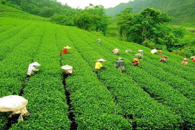 Kandy & Nuwara Eliya | 2 Days Tour - Meeting and Pickup