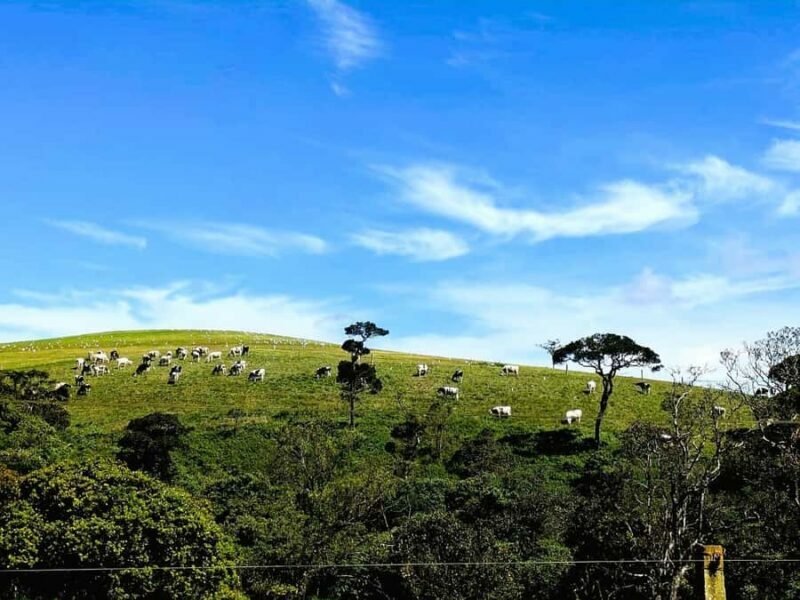 Kandy: Nuwara Eliya and Ambewela Train Station Tour - Final Thoughts — Who Will Love This Tour?