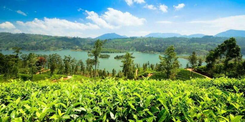 Kandy: Nuwara Eliya Day Trip - The Bottom Line