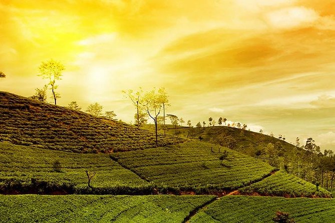 Kandy Nuwaraeliya 02 Days Tour From Colombo or Negombo - Positive Guest Feedback and Ratings