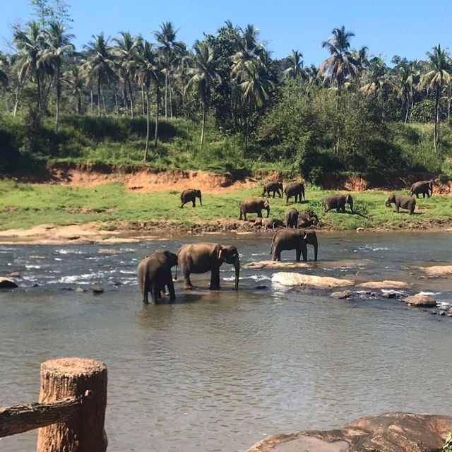 Kandy One Day Tour - Pinnawala Elephant Orphanage