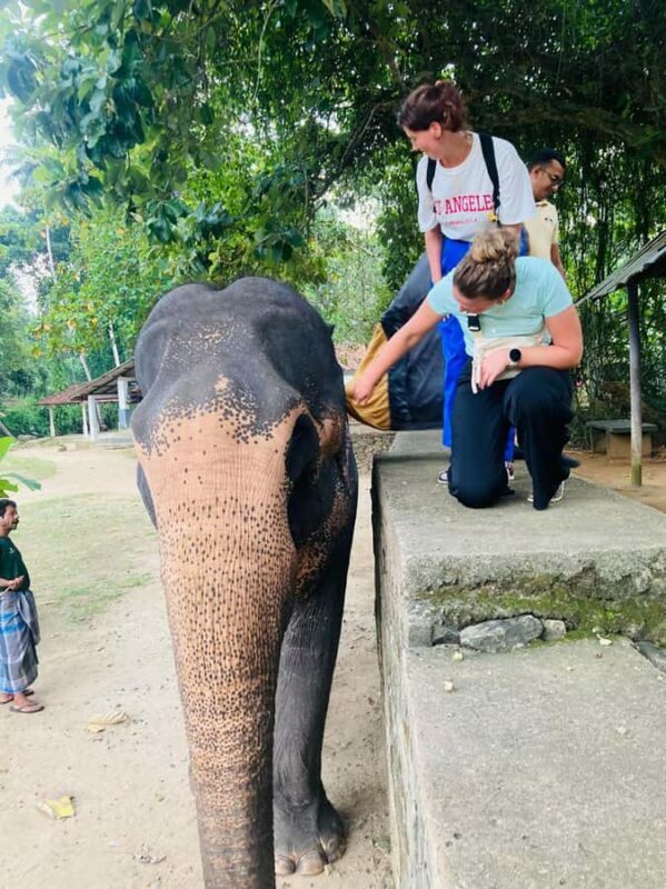 Kandy: Pinnawala & Ambuluwawa Tuk Tuk Adventure - The Sum Up: Is This Tour Right for You?