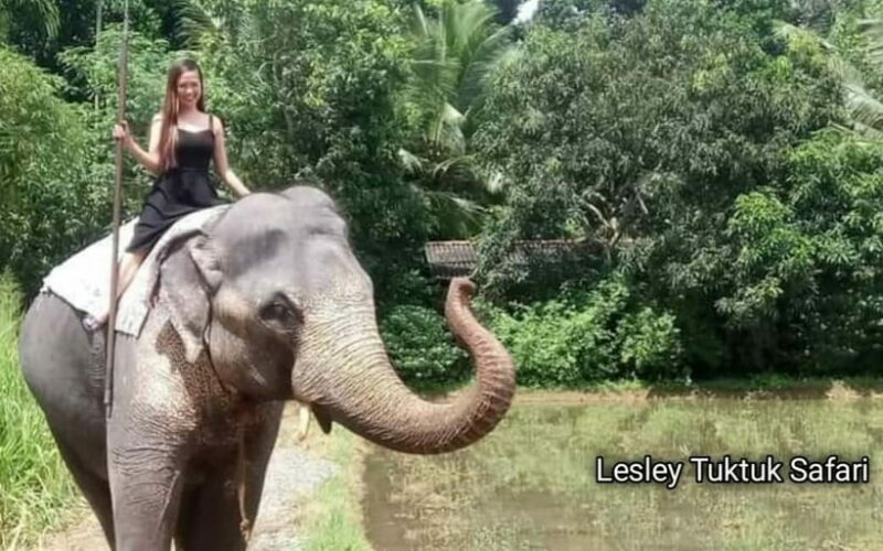 Kandy : Pinnawala Elephant Safari Tour with Kandy City Tour - A Detailed Look at the Tour Experience