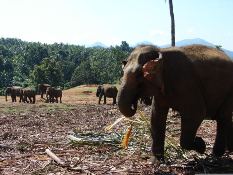 Kandy Pinnawala Full Day Tour From Bentota and Kalutara - Cultural Significance