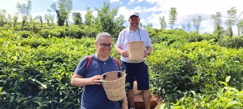 Kandy: Private Ella Journey with Tea, Falls & Arch Bridge - Key Points