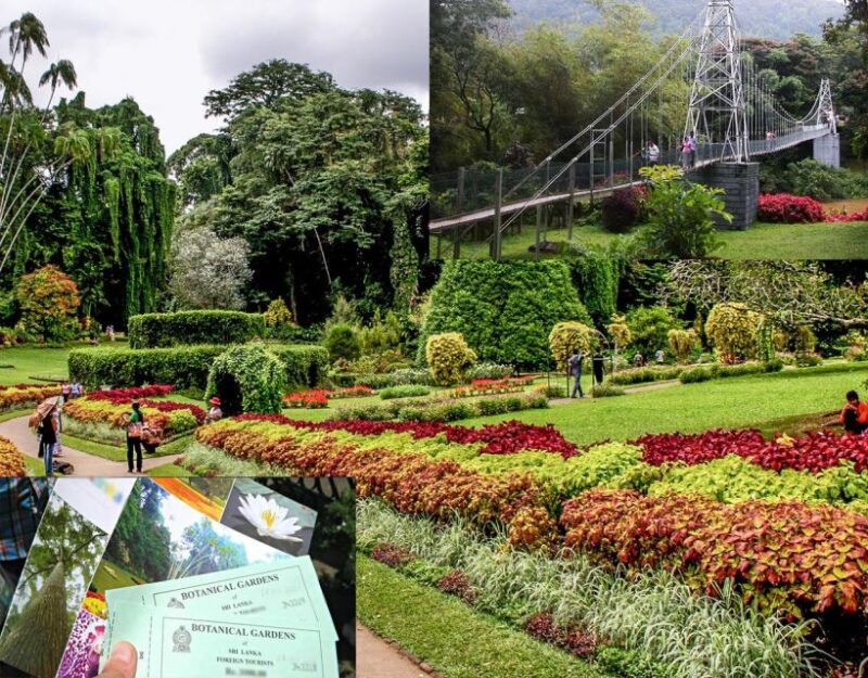 Kandy Royal Botanical Gardens Peradeniya By Tuk Sri Lanka - Location and Duration