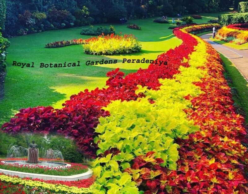 Kandy Royal Botanical Gardens Peradeniya By Tuk Sri Lanka - Booking and Languages
