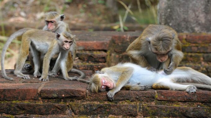 Kandy: Sigiriya Fortress & Cave Temple All-Inclusive Tour - Availability and Booking