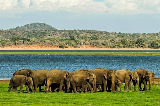 Kandy Sigiriya Rock and Village Safari Day Trip - Final Thoughts