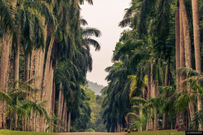 Kandy: Temples, Gardens & Cultural Show City Highlights Tour - Royal Botanical Gardens, Peradeniya