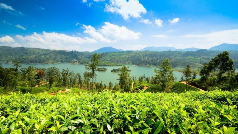Kandy to Nuwara Eliya Day Tour by Tuk Tuk Sri Lanka - Key Points
