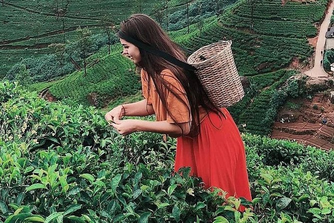 Kandy to Nuwara Eliya Day Tour - Attractions and Stops