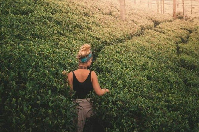 Kandy to Nuwara Eliya Day Tour - Booking and Cancellation