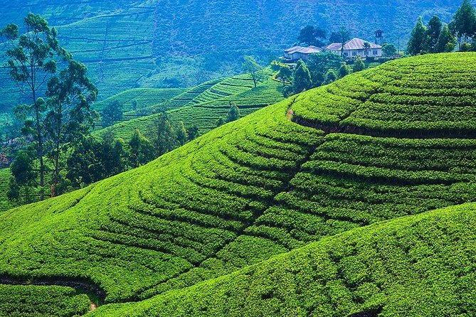 Kandy to Nuwara Eliya Private Day Tour - Ambuluwawa Tower
