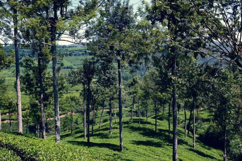 Kandy to Nuwara Eliya With One Night Stay at Little England - Optional Activities
