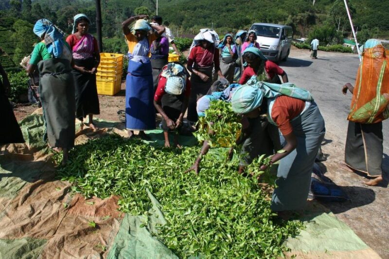 Kandy to Nuwara Eliya With One Night Stay at Little England - Transportation and Accessibility