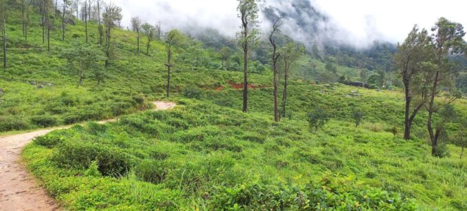 Kandy to Nuwaraeliya 3D Trekking Pekoe Trails Stage 1-2-&-3 - Group Experience and Availability
