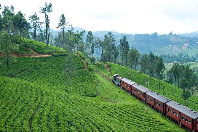 Kandy To Nuwaraeliya Scenic Train Ride and Nuwaraeliya City Tour And Drop Ella - Train Ride to Nuwara Eliya