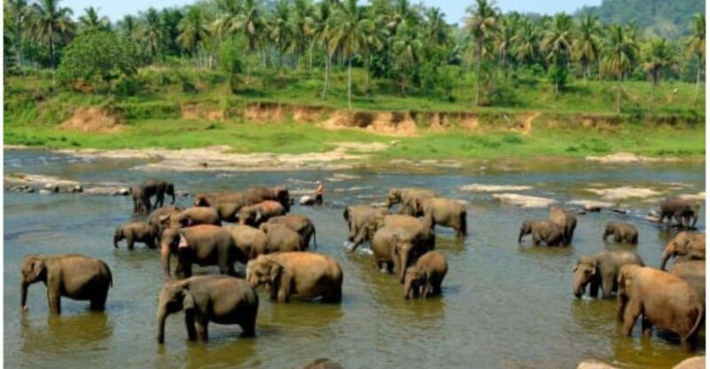 Kandy to Pinnawala Day Tour By Local Tuk Tuk Expedition - Temple of the Sacred Tooth Relic
