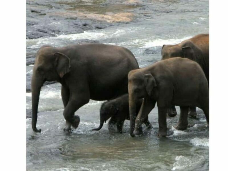 Kandy to Pinnawala Orphanage and Ambuluwawa Guided Day Tours - FAQ