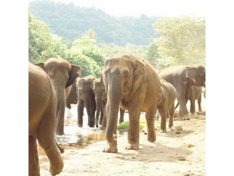 Kandy to Pinnawala Orphanage and Ambuluwawa Guided Day Tours - The Sum Up