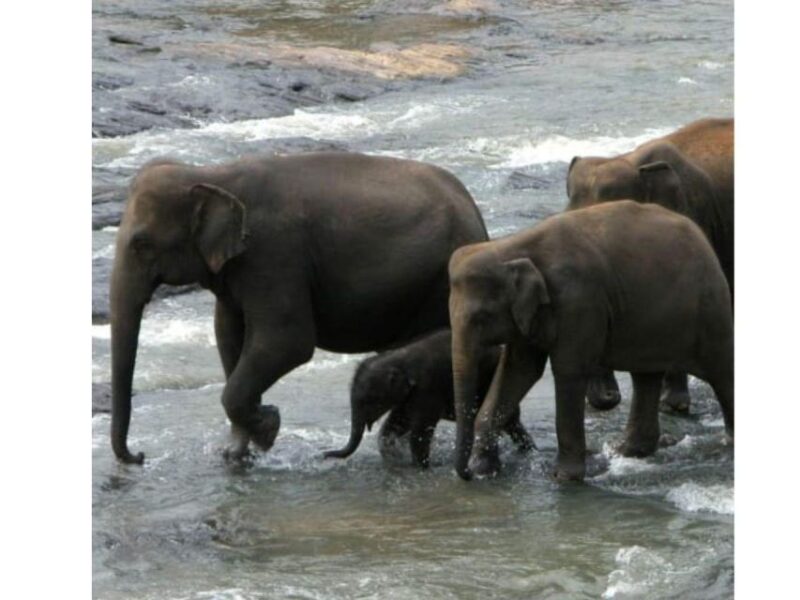 Kandy to Pinnawala Orphanage and Ambuluwawa TukTuk Day Tour - Transportation Details