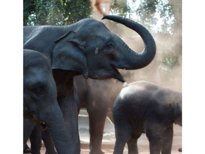 Kandy to Pinnawala Orphanage and Ambuluwawa TukTuk Day Tour - What to Expect