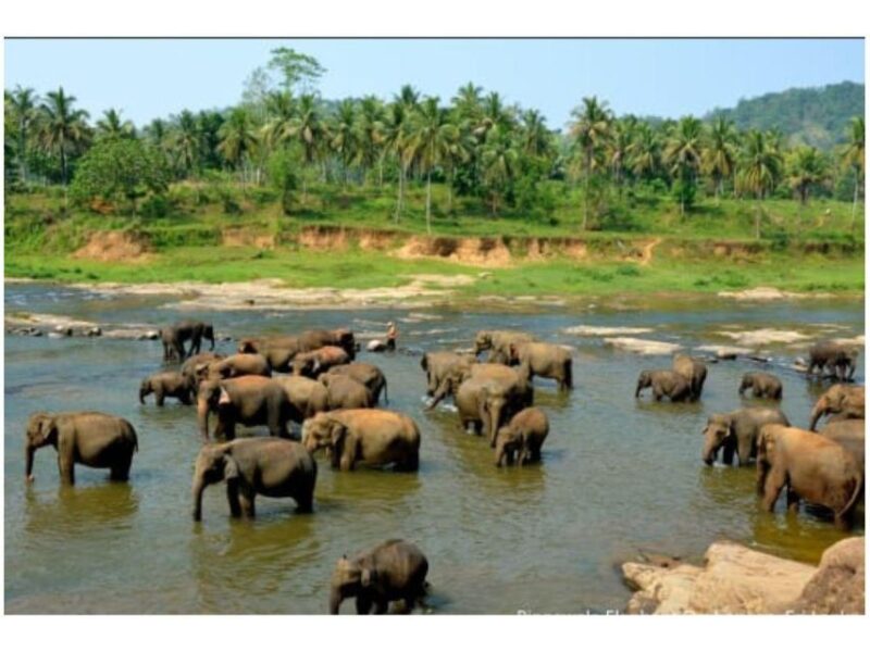 Kandy to Pinnawala Orphanage and Ambuluwawa TukTuk Day Tour - Itinerary and Highlights