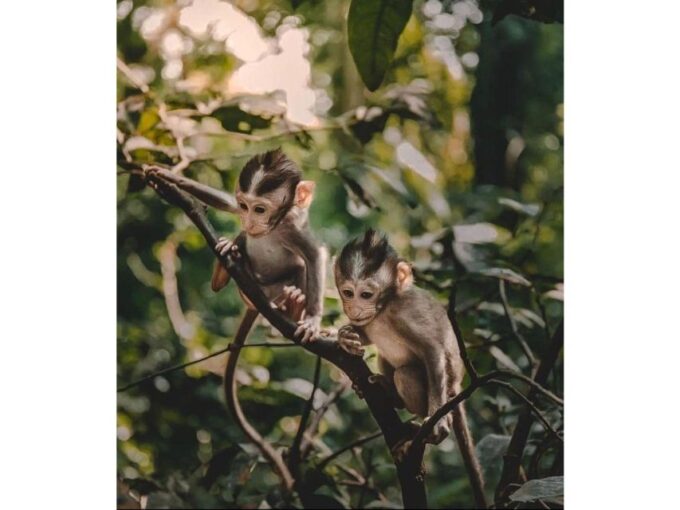Kandy to Pinnawala Orphanage and Ambuluwawa TukTuk Day Tour - Royal Botanic Gardens Visit