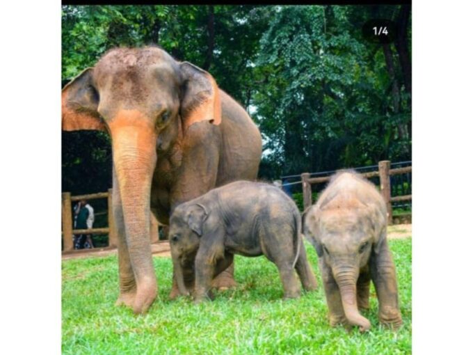 Kandy to Pinnawala Orphanage and Ambuluwawa TukTuk Day Tour - Frequently Asked Questions