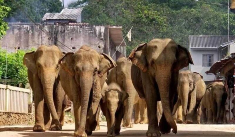 Kandy to Pinnawala With Recommended Guide by Tuk Tuk - Pinnawala Elephant Orphanage