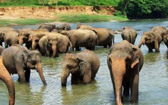 Kandy to Pinnawala With Recommended Guide by Tuk Tuk - Frequently Asked Questions