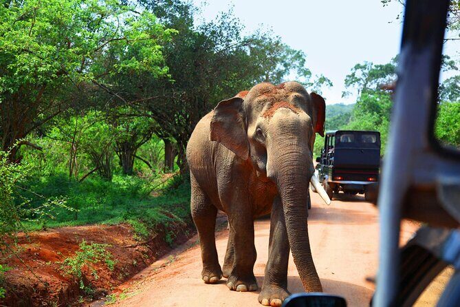 Kandy to Sigiriya and Dambulla Safari Day Tour - Who Will Love This Tour?