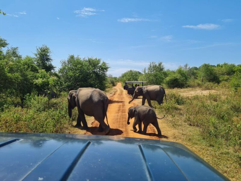 Kandy To Udawalawe National Park Safari Tour - Participant Guidelines