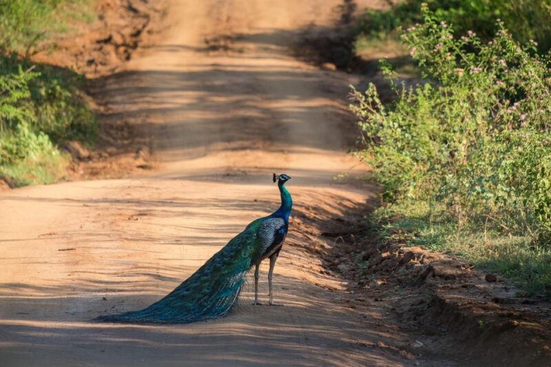 Kandy To Udawalawe National Park Safari Tour - Important Information