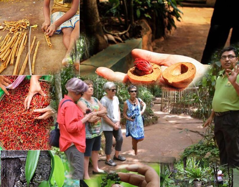 Kandy:Sigiriya Fortress & Cave Temple All-Inclusive Tuk Tour - UNESCO World Heritage Sites
