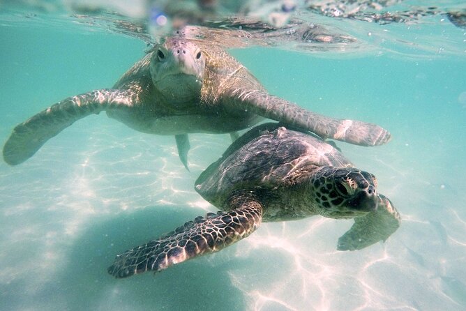 Kaneohe Sandbar Snorkeling Tour / 1st Tour - Activities on the Sandbar