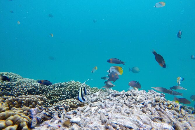 Kaneohe Sandbar Snorkeling Tour / 1st Tour - Confirmation and Booking