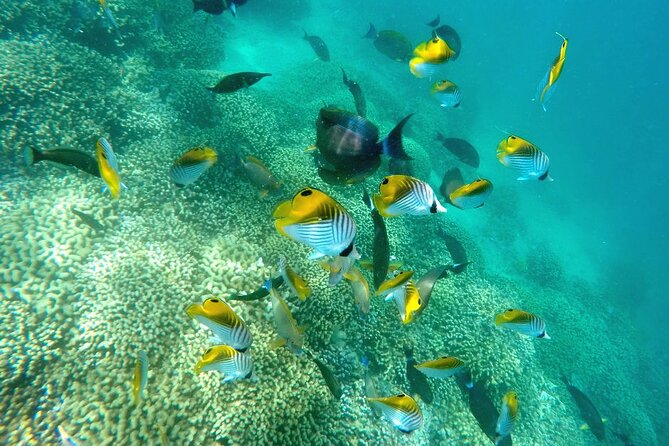 Kaneohe Sandbar Snorkeling Tour, 2nd Tour - Meeting Point and Parking