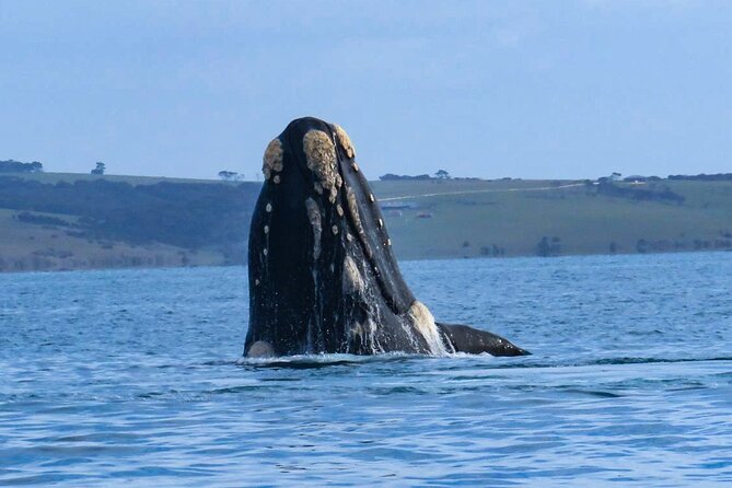 Kangaroo Island 75-Minute Coastal Safari - Meeting and Pickup