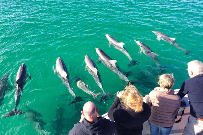 Kangaroo Island 75-Minute Coastal Safari - Wildlife Sightings
