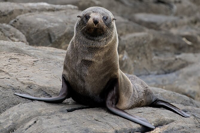 Kangaroo Island 75-Minute Coastal Safari - Group Size Requirements