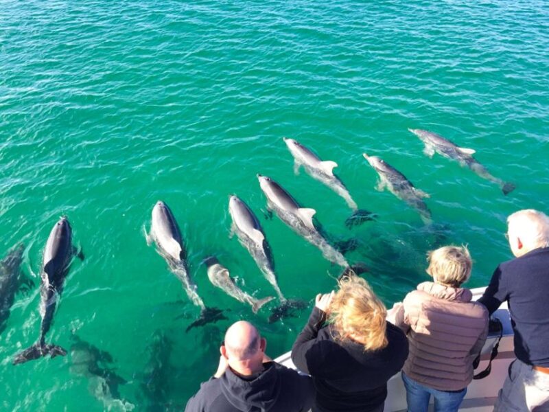 Kangaroo Island: 75-Minute Coastal Safari - Coastal Safari Highlights