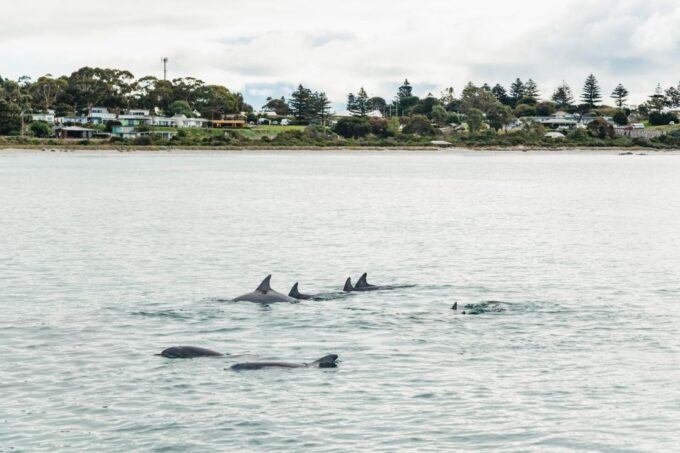 Kangaroo Island: 75-Minute Coastal Safari - Recap