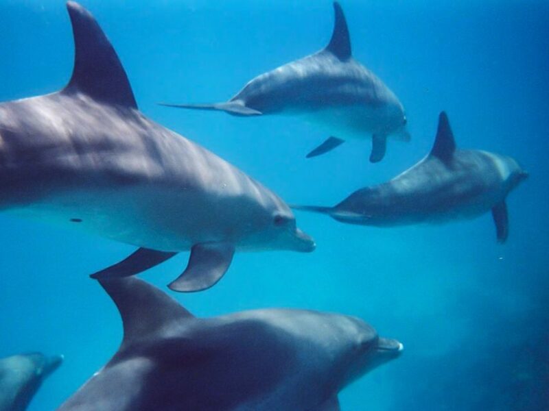 Kangaroo Island: Dolphin, Seal, and Swimming Boat Tour - Key Points