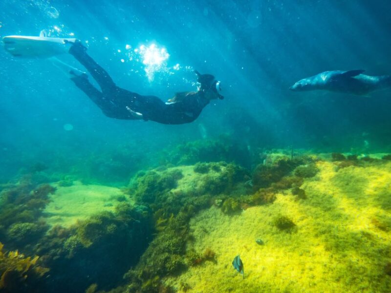 Kangaroo Island: Dolphin, Seal, and Swimming Boat Tour - Included Experiences